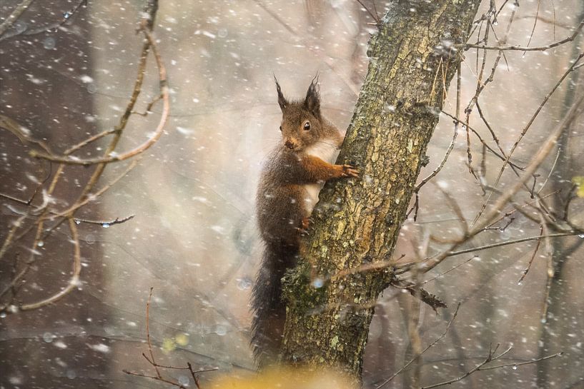 Eekhoorn in de sneeuw van Lisa Dumon