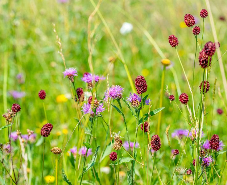 Wildblumen zur Sommerzeit von Achim Prill