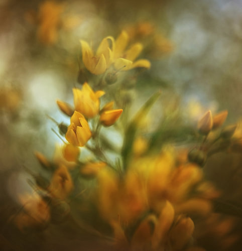 Blumen