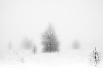 WINTER' ,Bäume im Nebel. Schwarz-Weiß-Fotografie.