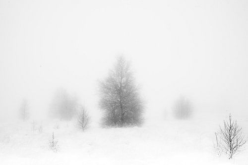 'WINTER', bomen in de mist. Zwart-wit fotografie.