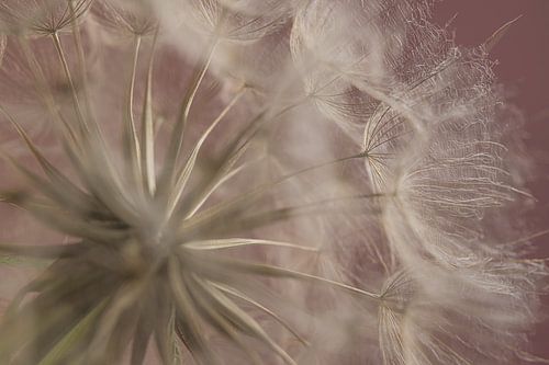 Dromerige sfeer: De pluisjes van een morgenster
