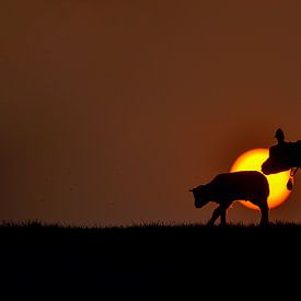 Sunset Silhouette by Kirsten Geerts