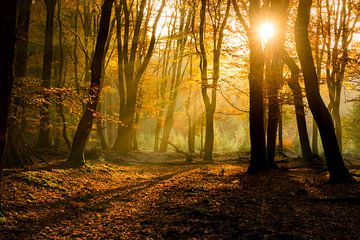 Zonlicht in het herfstbos  van Fotografie Egmond