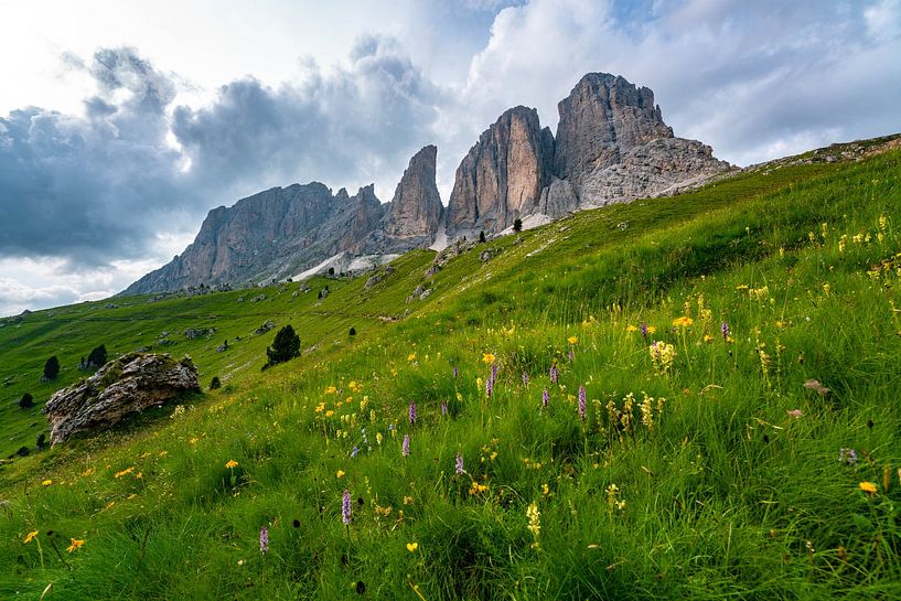 Flowery view of the Sassolungo group by Leo Schindzielorz