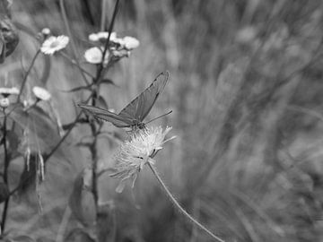 Orangefarbener Passionsblumenschmetterling in Schwarz und Weiß von Jose Lok