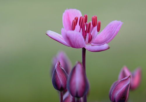 Zwanenbloem met groen weiland in de achtergrond