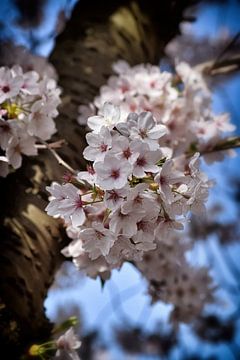 Fleurs blanches de cerisier au printemps I sur marlika art