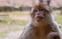 Berber monkey by Marlous en Stefan P. thumbnail