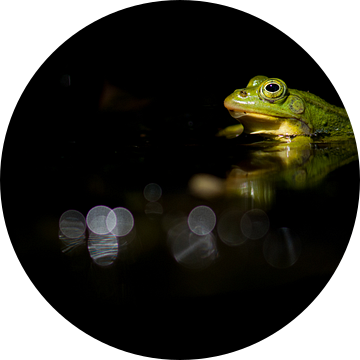 Groene kikker in donker water van Elles Rijsdijk
