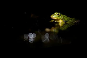 Groene kikker in donker water van Elles Rijsdijk