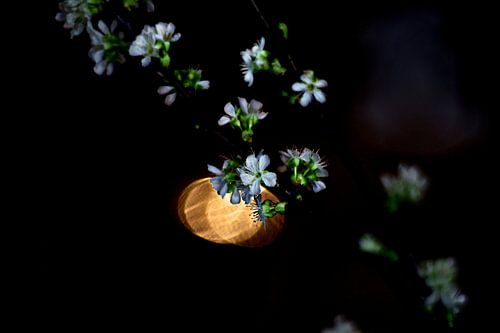 Fleur de printemps