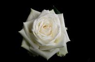 Weiße Rose auf schwarzem Hintergrund von Arjen Schippers Miniaturansicht
