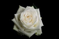 Weiße Rose auf schwarzem Hintergrund
