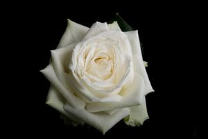 Rose blanche sur fond noir sur Arjen Schippers