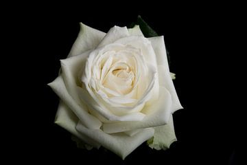 Weiße Rose auf schwarzem Hintergrund von Arjen Schippers