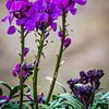 Frühling, lila Blüten Sommer Violett von Marjolein van Middelkoop