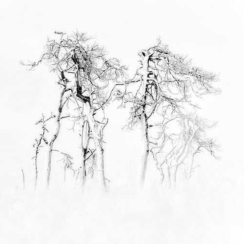 Verschneite Landschaft Hohes Venn