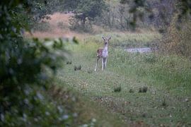 Damhirsch von Maaike Krimpenfort