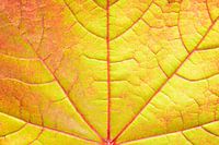 Fine art maple autumn leaf