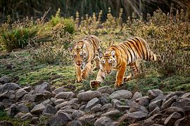 zwei junge Indische Tiger von Jürgen Ritterbach