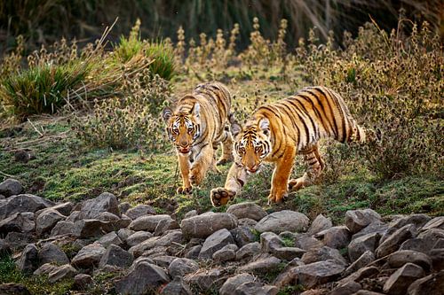 zwei junge Indische Tiger