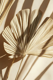 Dried fan palm leaf in warm light – boho shadow play by Dave Schloffi