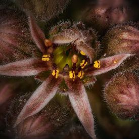 Rock garden flower by Andre Michaelis
