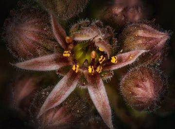Rock garden flower