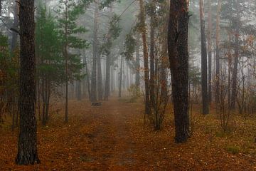 herfstmist in het bos van Mykhailo Sherman