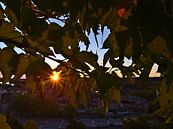 Zonsondergang in Avignon van Timon Schneider thumbnail