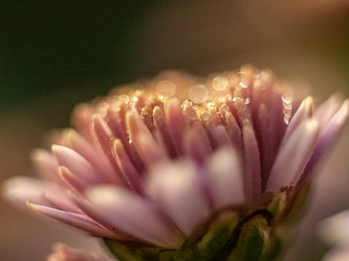 Chrysant bij ochtendgloren