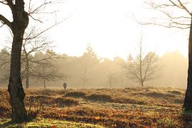 Winterzon over de heide