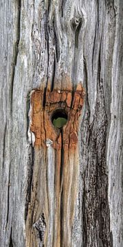 Braun-oranger Rostfleck eines verrosteten Eisenbolzens an einer halb verfallenen Holzstange