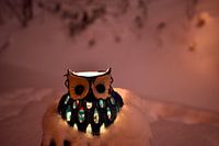 Snowy owl