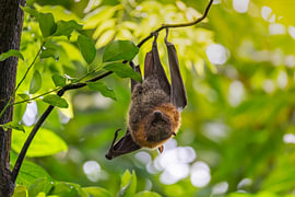 Une chauve-souris de Rodrigues au milieu de la végétation sur Triki Photography
