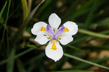 Dietis Grandiflora - Grand iris sauvage
