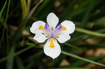Dietis Grandiflora - Grote Wilde Iris