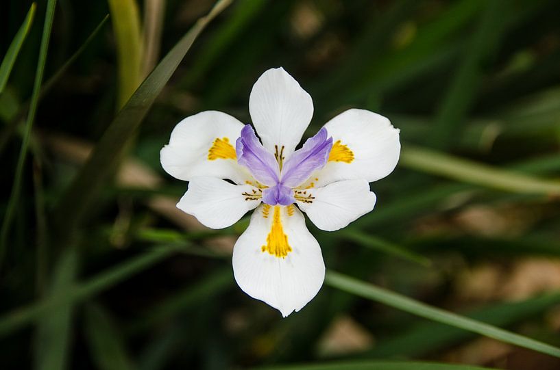 Dietis Grandiflora - Grand iris sauvage par Eigen Wijze Zweden