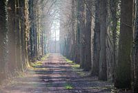 A forest path to the dike.