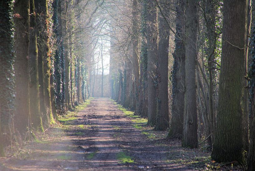 Het bospad naar het licht. van Jurjen Jan Snikkenburg