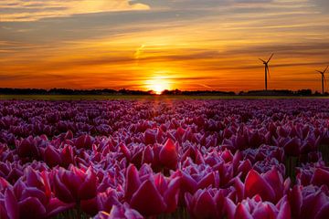 Tulpenvelden, Bollenvelden in Nederland bij zonsondergang