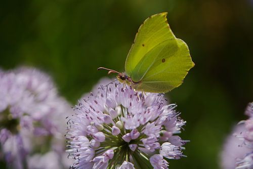 Vlinder op een paarse bloem