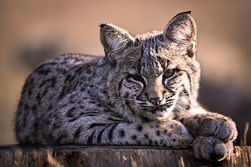 Portrait Red Lynx