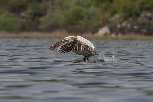 Pelikaan Montenegro opstijgen