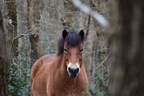 Konik horse in the forest