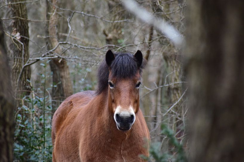 Cheval Konik dans la forêt par Laurens Balvert