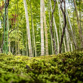 Bamboe bos in Kyoto, Japan van Zsa Zsa Faes