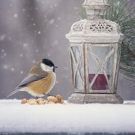 Winterstillleben mit Vogel - Kohlmeise bei Laterne von Joriali Fine Art