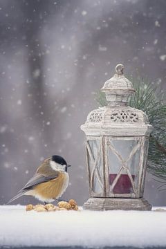 Winter Stilleven met Vogel - Koolmees bij Lantaarn